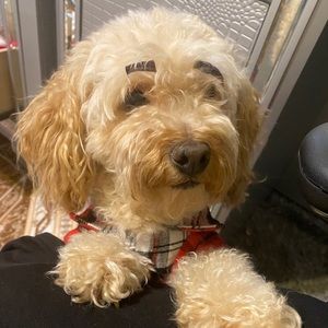 Meet your Posher, Dina